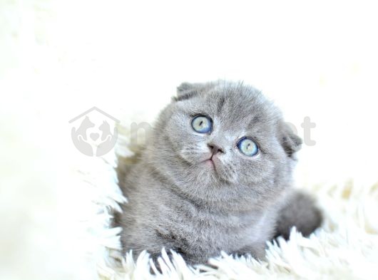 Muhteşem Top Kafa Gri Scottish Fold