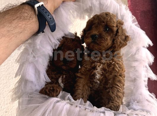 Bayram Şekeri Toy Poodle Yavrularım 