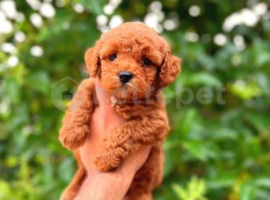 Mini Boy Puppy Kıpkırmızı Ev Üretimi Yavrularımız Tooy Poodle 