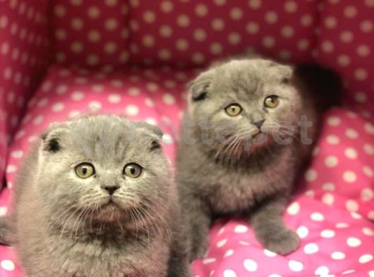 Ev Ortamında Büyüyen Scottish Fold Yavrularımız 