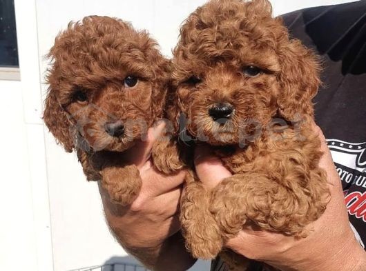 Büyümeyen Red Toy Poodle Yavrularım 