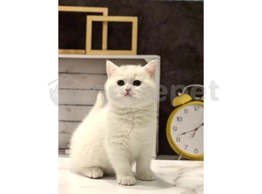 Kar Beyazı British Shorthair Yavrular 