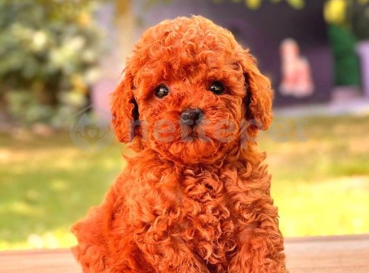 Mini Boy Puppy Kıpkırmızı Ev Üretimi Yavrularımız Tooy Poodle 