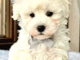 Mini boy puppy kar beyaz sevimli MALTESSE TERRİER CİNSİ 