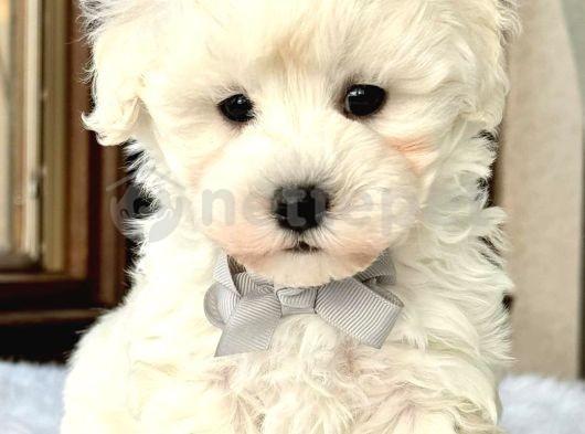 Mini Boy Puppy Kar Beyaz Sevimli Maltesse Terrier Cinsi 