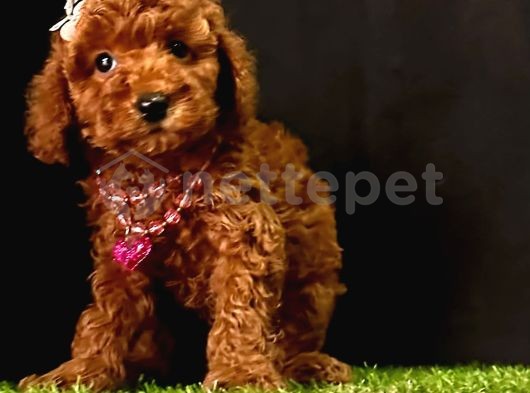 Red Brown Dişi Erkek Toy Poodle Yavrularımız 