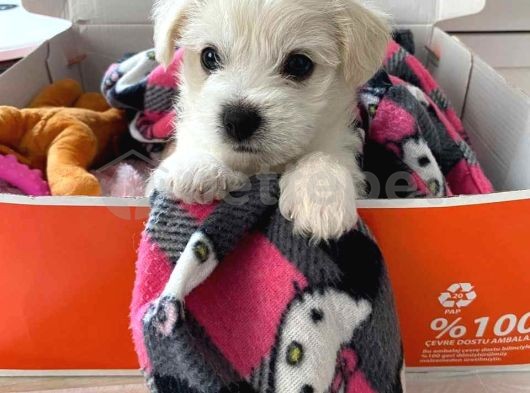 Mini Boy Puppy Kar Beyaz Sevimli Maltesse Terrier Cinsi 