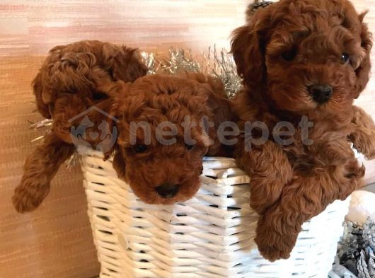 Irk Garantili Poodle Yavruları