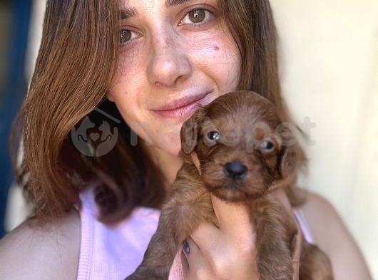 Maltipoo Yavruları