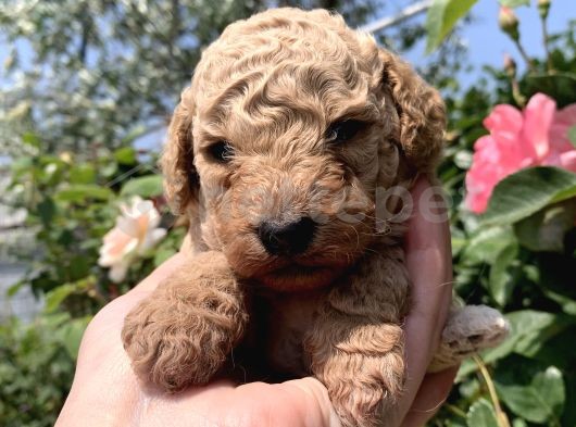 Maltipoo Safkan Yavruları