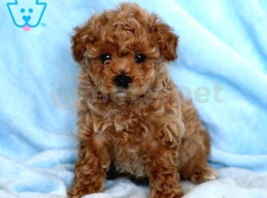 Mini Boy Puppy Kıpkırmızı Ev Üretimi  Tooy Poodle 