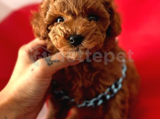 Brown Toy Poodle Yavrular 