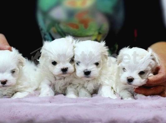 Emsalsiz Güzellikte Maltese Terrier Yavrularım 