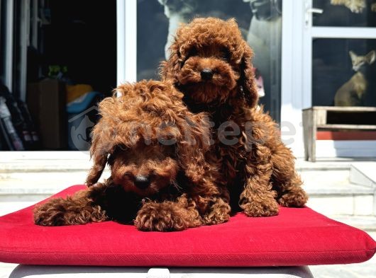 Çok Özel Redbrown Kore Poodle Yavrularımız 5 Aylık