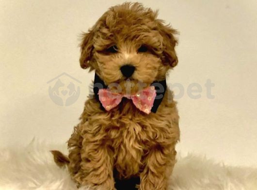 Mini Boy Puppy Kıpkırmızı Ev Üretimi  Tooy Poodle 