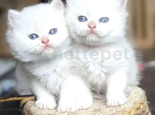 Beyaz Mavi Gözlü British Shorthair Yavrularımız 