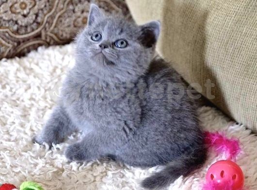 Gri British Shorthair Yavrularımız 