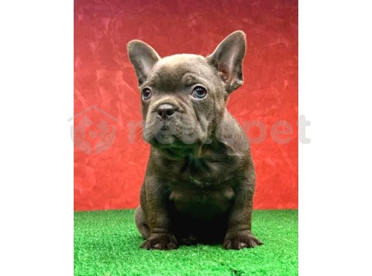 Muhteşem Güzellikte French Bulldog Blue Erkek