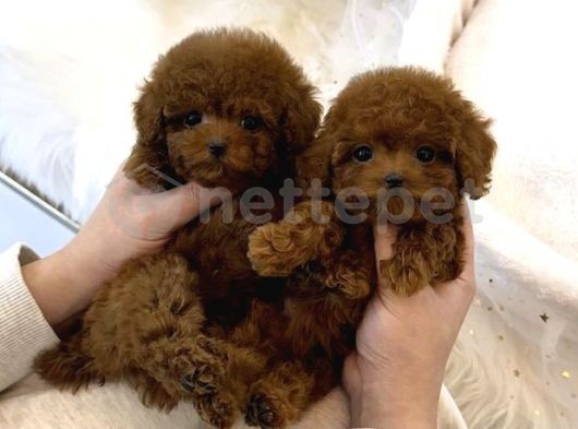 Teacup Poodle Yavrular 