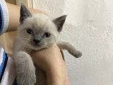 Britisih blue point 2 aylık erkek yavru kedi
