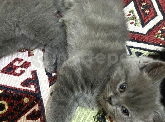 British Shorthair