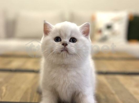 Silver Point British Shorthair Yavrularımız 