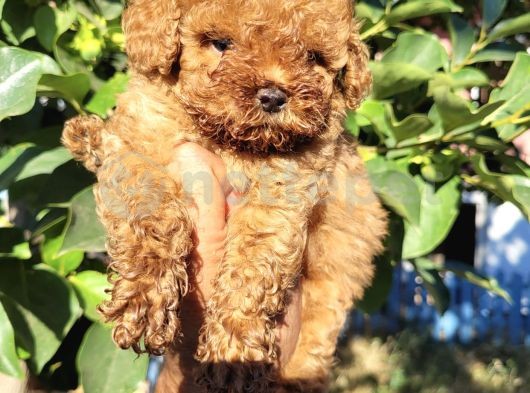 Dişi Ve Erkek Toy Poodle Yavrularımız Yeni Yuvasını Arıyor . 