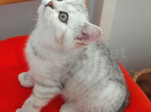 British Shorthair Sürmeli Yavrumuz 