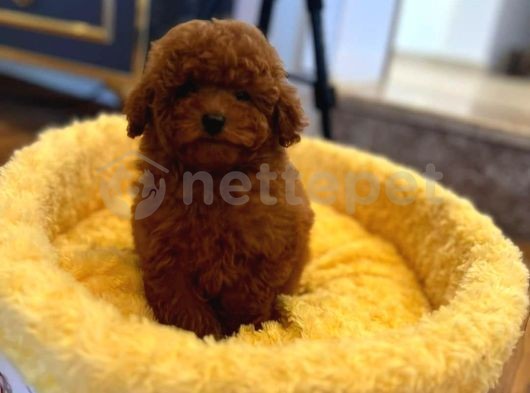 Mini Boy Puppy Kıpkırmızı Ev Üretimi  Tooy Poodle 