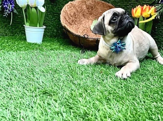 İhtiyaç Malzemeleri İle Şahane Pug Yavrular