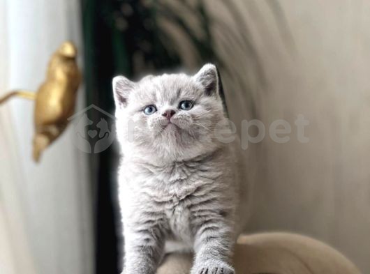 Sevecen British Shorthair Güzel Yavrularım