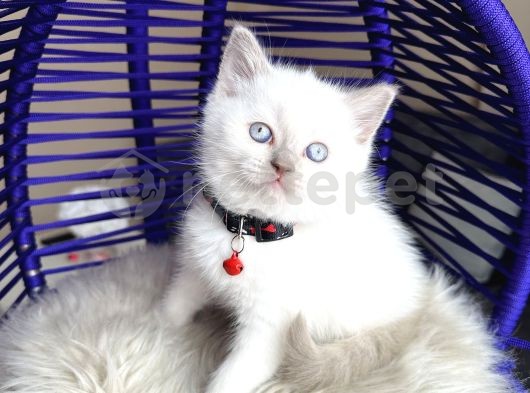 British Shorthair Bluepoint Yavrular 