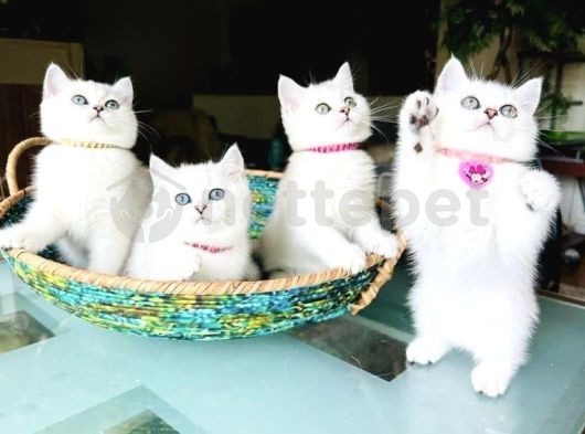 Dişi & Erkek British Shorthair Yavrularımız 