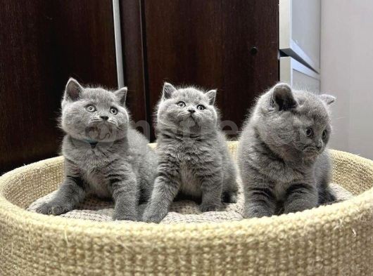 Ev Ortamında Büyüyen British Shorthair Yavrular 