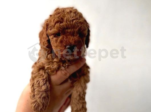 2,5 Kg Geçmeyen Red Toy Poodle Yavrularım 