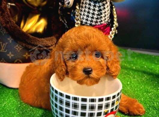 Çocuklarla Anlaşabilen Irk Toy Poodle Yavrumuz