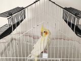 6 aylık erkek kırmızı göz lutino sultan papağanıı