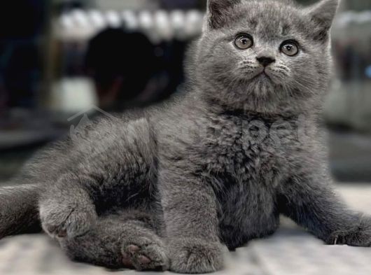 Gri British Shorthair Yavrularımız 