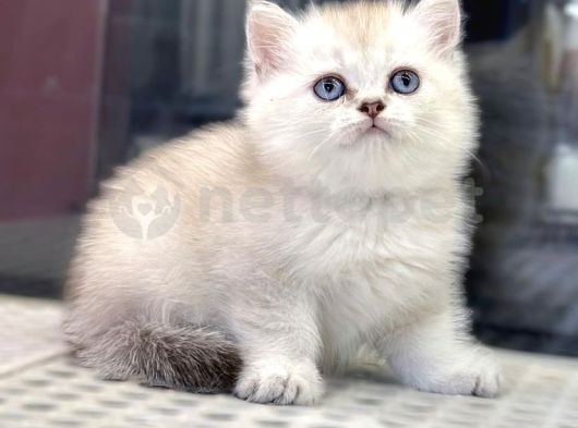 British Shorthair Dişi & Erkek Yavrular 