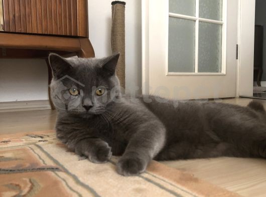 8 Aylık British Shorthair