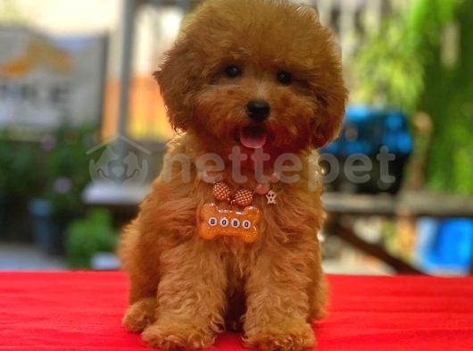 Mini Boy Puppy Kıpkırmızı Ev Üretimi  Tooy Poodle 