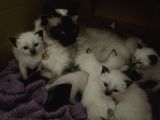 1.5 aylık safkan siyam kedi yavruları