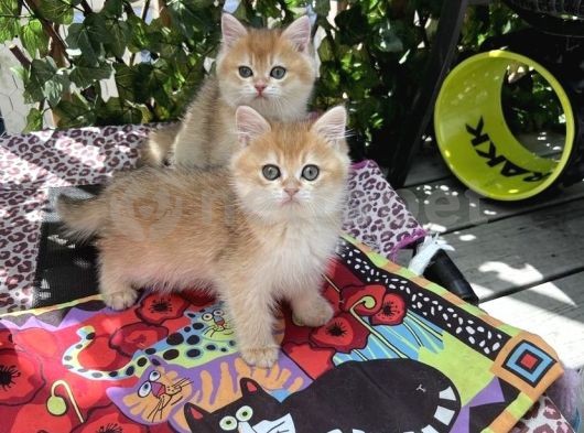 British Shorthair Dişi & Erkek Yavrular 