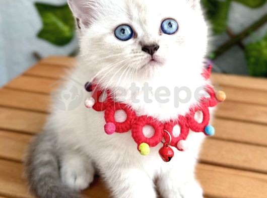 Özenle Büyüttüğümüz Dişi British Shorthair 