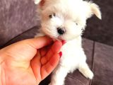 Maltesse terrier mini puppy boy yavrular 