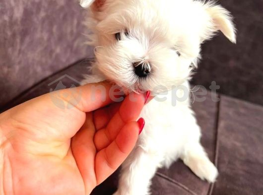 Maltesse Terrier Mini Puppy Boy Yavrular 