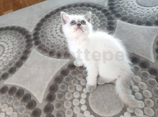 Dişi Bluepoint British Shorthair Yavrumuz