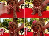 ORJİNAL RED TOY POODLE BEBEKLERİMİZ