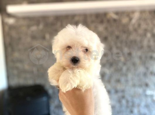 Kar Beyazı Maltese Terrier Yavrularım 