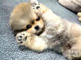 Tatlılık Abidesi Pomeranian Yeni Yuvasını Bekliyor